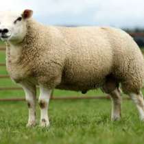 Племенные овцы Тексель (Скот из Европы класса Элита), в г.Ереван