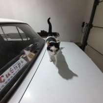 Котята, в Красноярске