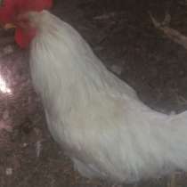 Петух леггорн, в г.Алматы