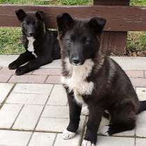 Щенки-мальчики, в Истре