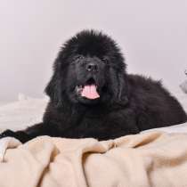 Щенки ньюфаундленд, в г.Fokto