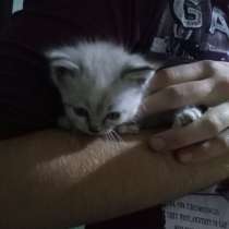 Котёнок, в г.Жлобин