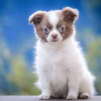 Чихуахуа, в г.Гамбург