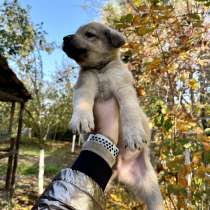 Щенки ищут дом, в Москве