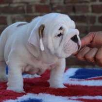 Английский бульдог мальчик, в г.Пьяченца