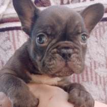 Французский калейдоскоп, в г.Берлин