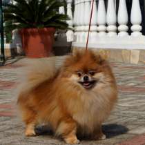 Девочка померанский шпиц, в г.Аланья