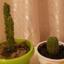 Продам кактусы недорого, в г.Уральск