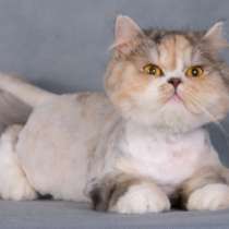 Стрижка кошек с выездом на дом (все районы Москвы), в Москве