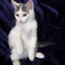 Кошка Европейская короткошерстная, в г.Усть-Каменогорск