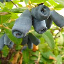 Саженцы Томск, в Томске