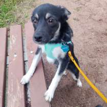 Ищет дом крошка-собачка весом 8 кг, в Санкт-Петербурге