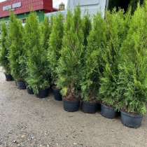 Туи, в Клине