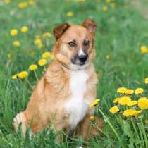 Милейшая чудо-собачка, в Санкт-Петербурге