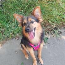 Красивая маленькая собачка, 7 месяцев, в Санкт-Петербурге