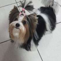 Готовы к резерву щенки бивера, в г.Кирьят-Бялик