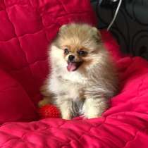 Красивый кобель Померанского шпица 4 месяца, в Москве