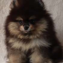 Померанский шпиц. Black tan, в г.Дюссельдорф