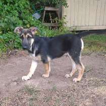 Маркус, милый, ласковый, мегаобаятельный щеночек в дар, в Москве