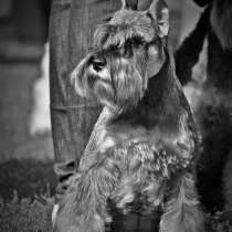 Цвергшнауцер перец с солью, в Севастополе