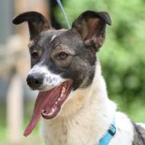 Тарзан ищет Дом ?, в Москве