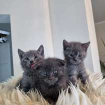 Шотландские котята, в г.Enge-Sande