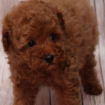 Той пудель. Red, в г.Asslar