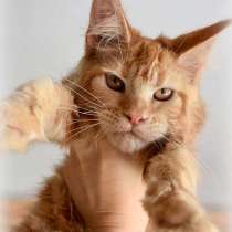 Кот мейн-кун, в Москве