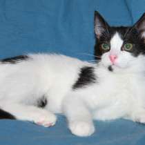 Красавец кот Петя ждет хозяина, в Москве