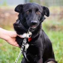 Красивая собака с тремя лапками ищет дом, в Санкт-Петербурге