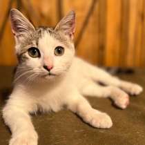 Любопытная девочка-котенок в дар, в Санкт-Петербурге
