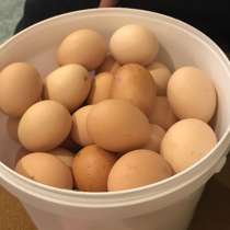 Яица куриные, отборные, эко-продукт, в Нефтекамске