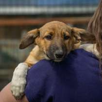 Зарина – кареглазая девочка с забавными ушами в самые добрые, в Санкт-Петербурге