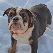 Английские Бульдоги, в г.Хельсинки