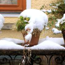 Рассада и саженцы СПБ - питомник растений Арника, в Санкт-Петербурге