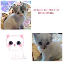 Отдам котят в добрые руки, в Улан-Удэ