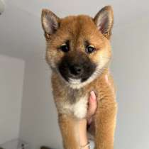 Щенки Шиба-ину, в г.Вроцлав