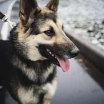 Некрупная ласковая и игривая собака, в Санкт-Петербурге