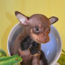 МИКРО и МИНИ щеночки Русского той терьера - карманные, в Москве