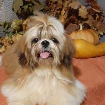 Ши - тцу. Мини, в г.Бремен