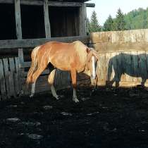 Продам жеребца, в Иркутске