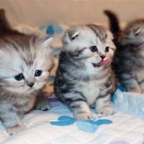 Шотландские и британские котята. Мраморные и других окрасов, в Москве