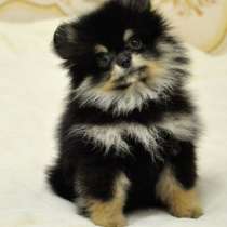 Померанский шпиц, в г.Линденфельс