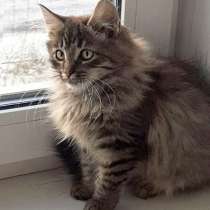 Пушистое чудо Тошенька, ласковый котенок в добрые руки, в Москве