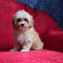 Maltipoo F - 1. Boy, в г.Ahrensfelde