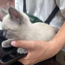 Котенок в добрые руки, в Иркутске