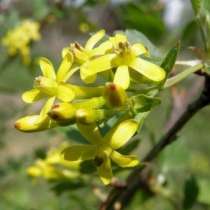 Смородина золотистая. Семена и саженцы с доставкой по России, в Томске