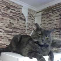 Раздаём котов шотландца и его сына, в Москве