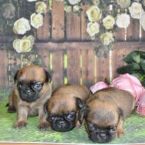 Девочки малого пти брабансона, в Москве