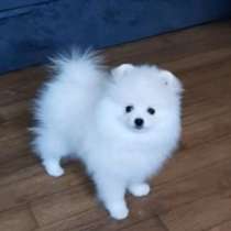 Померанский шпиц. White, в г.Escheburg